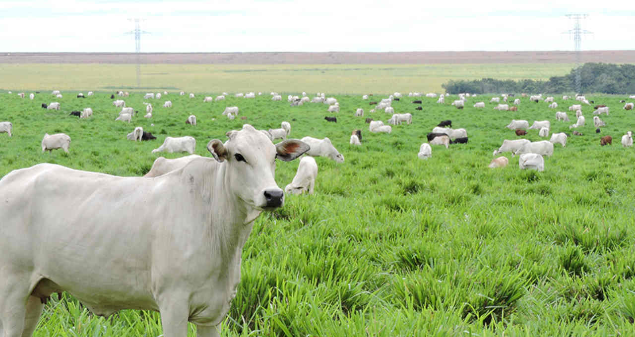 Agropecuária segue gerando empregos. Em 2021 já abriu 185 mil novas vagas de trabalho