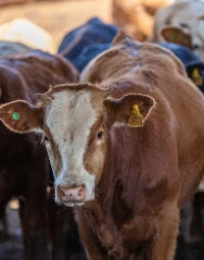 Card especializacao sistemas de producao de animais ruminantes presential