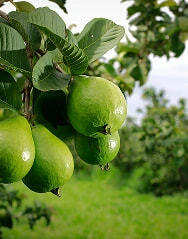 Card tecnico em fruticultura ead