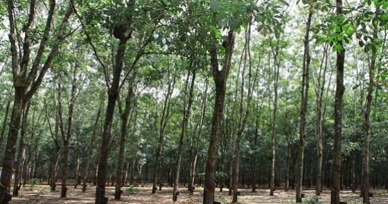 Jataí, em Goiás, recebe Seminário do Projeto ABC Cerrado