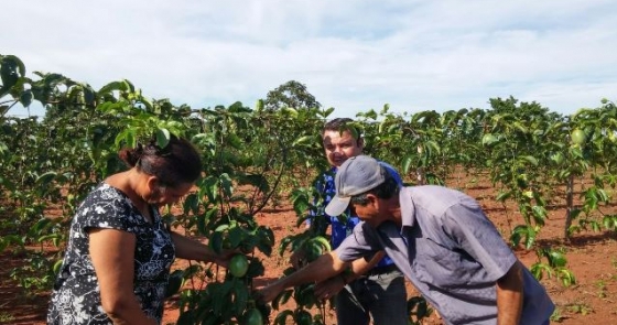 União entre sindicato e SENAR/MS possibilita produção de maracujá para agroindústria